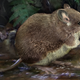 Artist’s depiction of Colomys lumumbai, one of two newly described species of semi-aquatic mice.